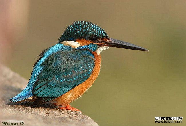 普通翠鸟 普通翠鸟的图片