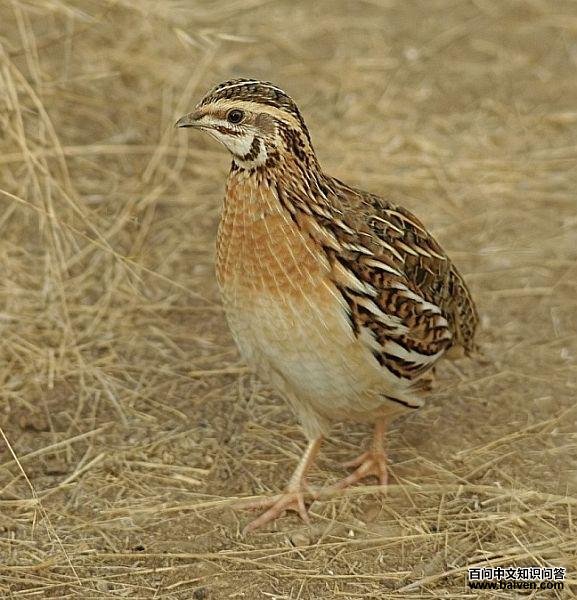 普通鹌鹑 普通鹌鹑的图片