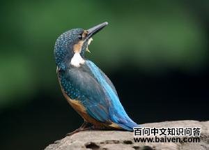 ��ͨ����