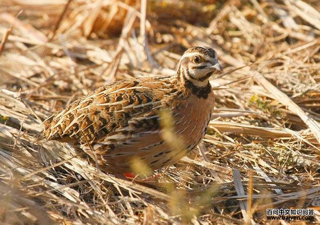 ��ͨ���ȣ���������ӡ�ȣ�