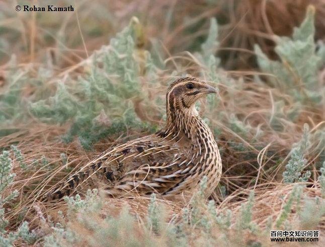 ��ͨ���ȣ���������ӡ�ȣ�