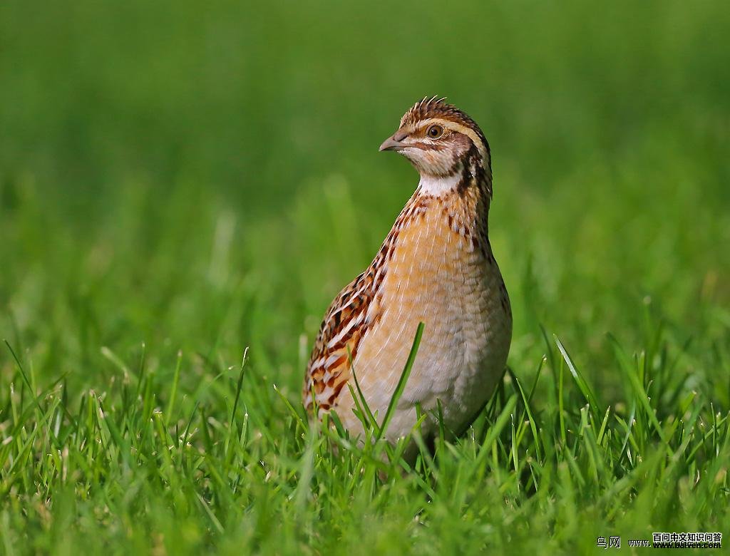 ��ͨ���ȣ����ߣ�С��ë���ӱ���2012��11�£�