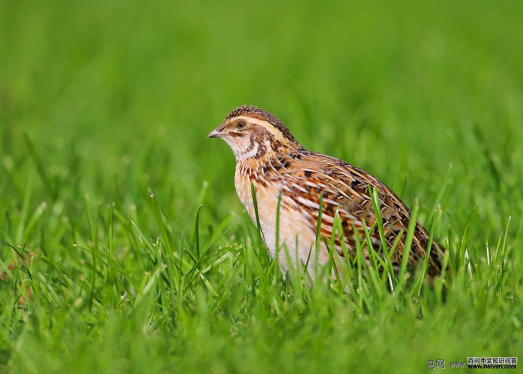 ��ͨ���ȣ����ߣ�С��ë���ӱ���2012��11�£�