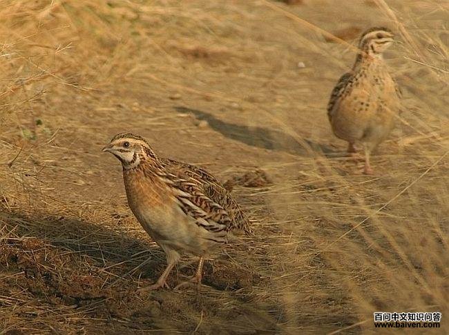 ��ͨ���ȣ�����ӡ�ȣ�