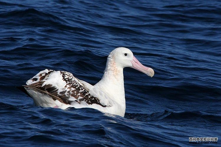 Ư�������̵�ͼƬ