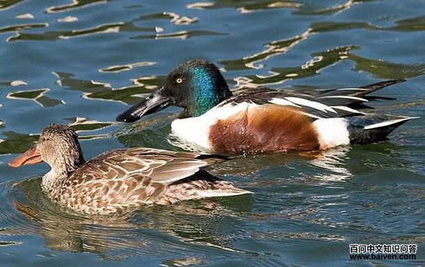 ����Ѽ��һ��