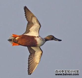 ����Ѽ���������¸���