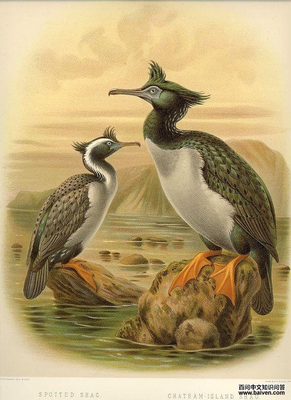 Ƥ����˵�ͼƬ