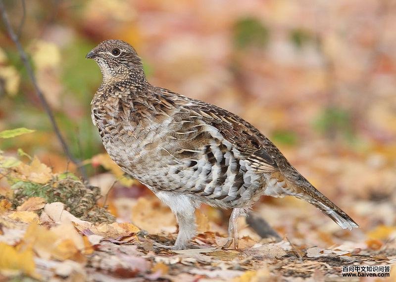 ����黼���ͼƬ