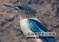 披肩笑翠鸟 披肩笑翠鸟的图片