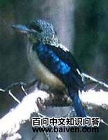 ����Ц����