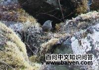 蓬那窜鸟 蓬那窜鸟的图片