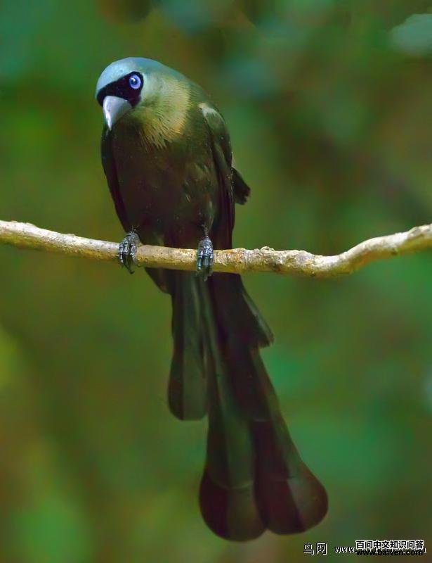 ��β��ȵ��ͼƬ