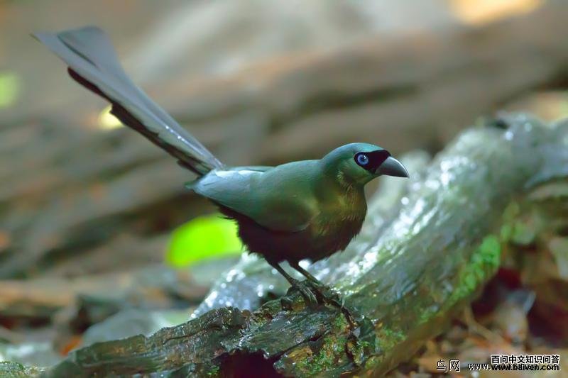 ��β��ȵ�����ߣ���ʫ�����ں�����