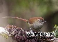 白颏棘尾雀 白颏棘尾雀的图片