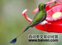 ��β����