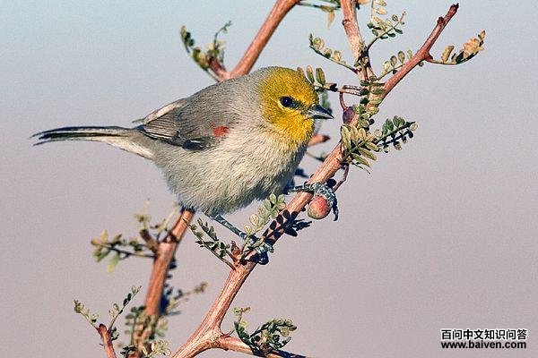 攀雀科 攀雀科的图片