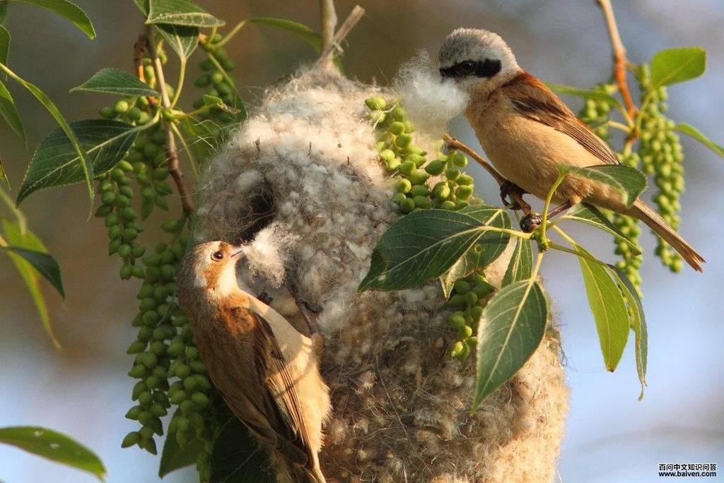 攀雀 攀雀的图片