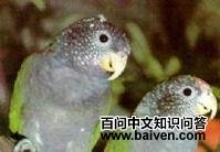 ������˹������