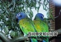 ������˹������