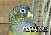 ������˹������