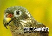 ������˹������