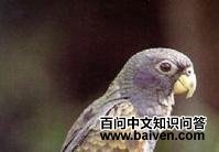 ������˹������