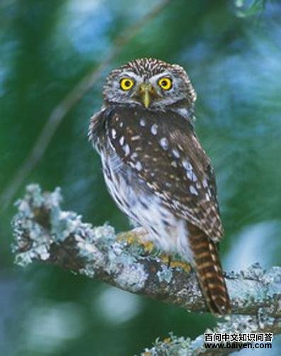 派克鸺鹠 派克鸺鹠的图片