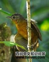 帕氏蚁鸟 帕氏蚁鸟的图片