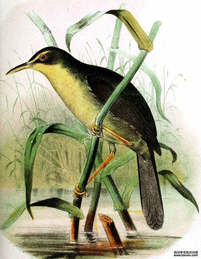 ������ݺ��ͼƬ