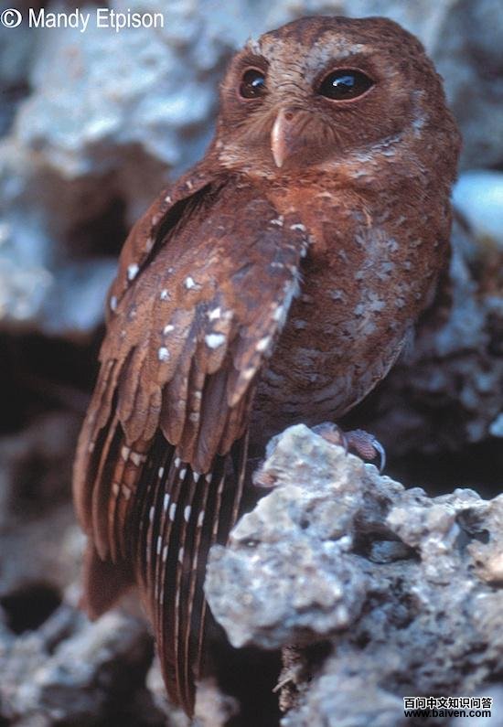 Palau Owl (Pyrroglaux podarginus) - Picture 1 in Pyrroglaux: podarginus - Location: Koror Island, Palau. Photo by Mandy Etpison.