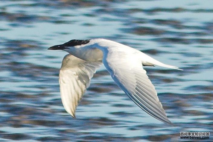 Ÿ����Ÿ��ͼƬ