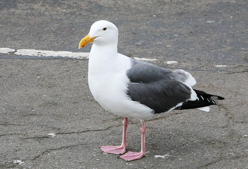 鸥形目 鸥形目的图片
