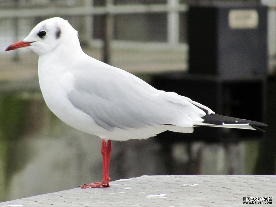 鸥科 鸥科的图片