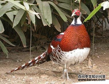 �׾���β����ͼƬ