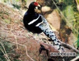 �׾���β��