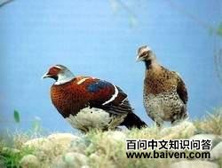 �׾���β��