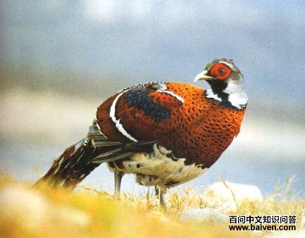 �׾���β��