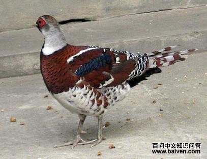 �׾���β��