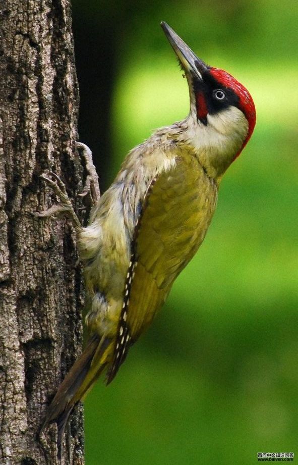 ŷ������ľ���ͼƬ