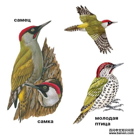 ŷ������ľ����̬����ͼ