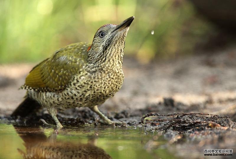 ŷ������ľ������