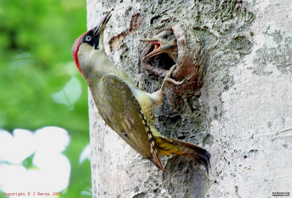 ŷ������ľ��