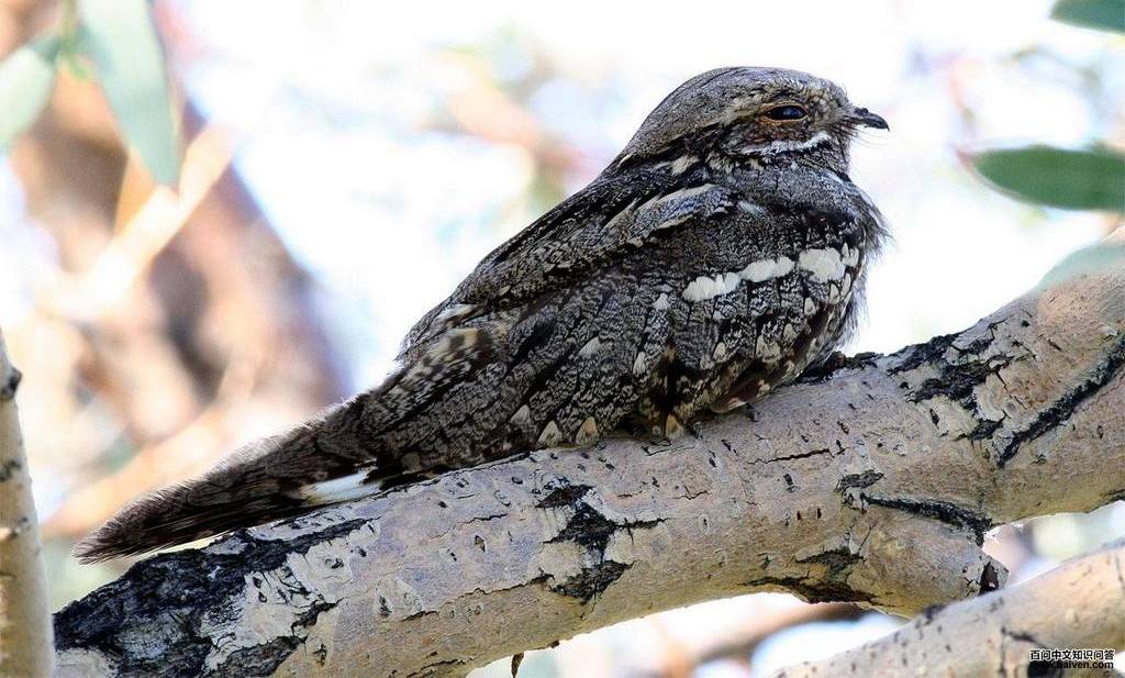 欧夜鹰 欧夜鹰的图片