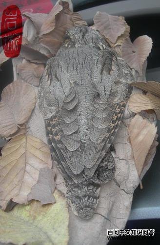 ŷҹӥ������ǳ�