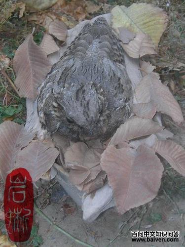 ŷҹӥ������ǳ�