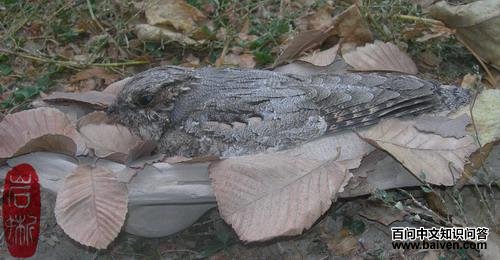 ŷҹӥ������ǳ�