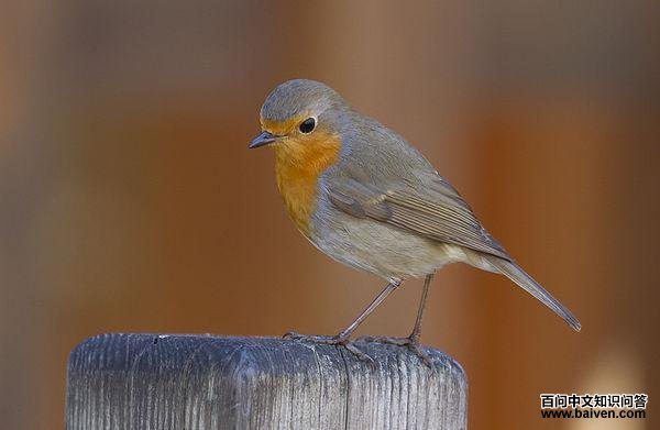 欧亚鸲 欧亚鸲的图片