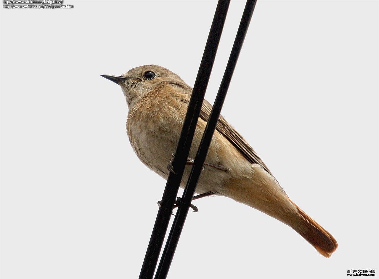 ŷ�Ǻ�β𶣺����