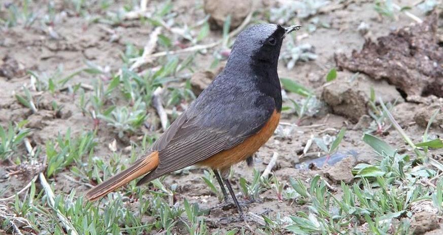 ŷ�Ǻ�β��ͼƬ